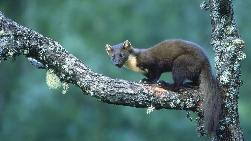 Pine martens settle into new home in the Forest of Dean